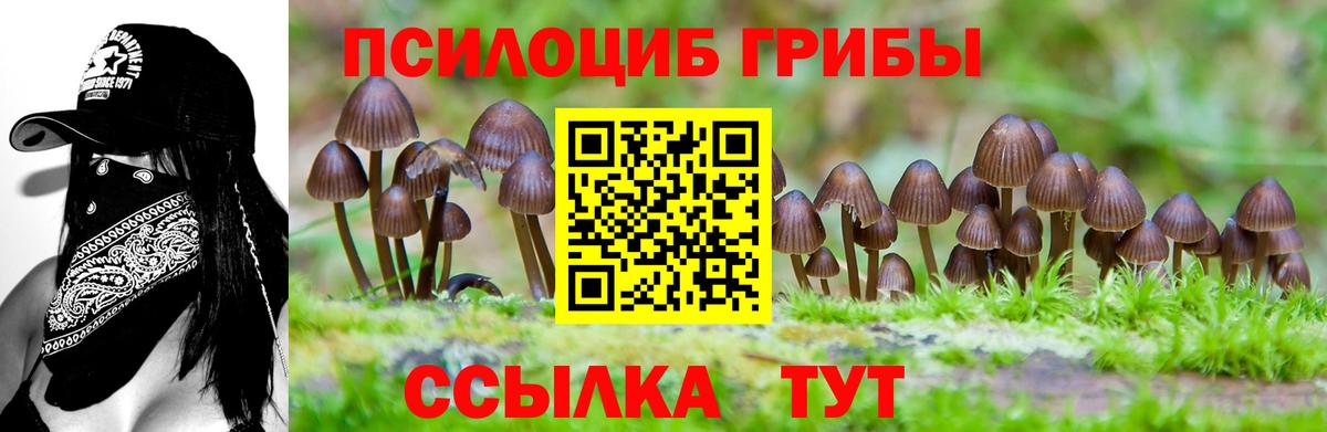 наркотики  Галлюциногенные грибы Psilocybe  Осинники  Вход с VPN  Галлюциногенные грибы Psilocybe 